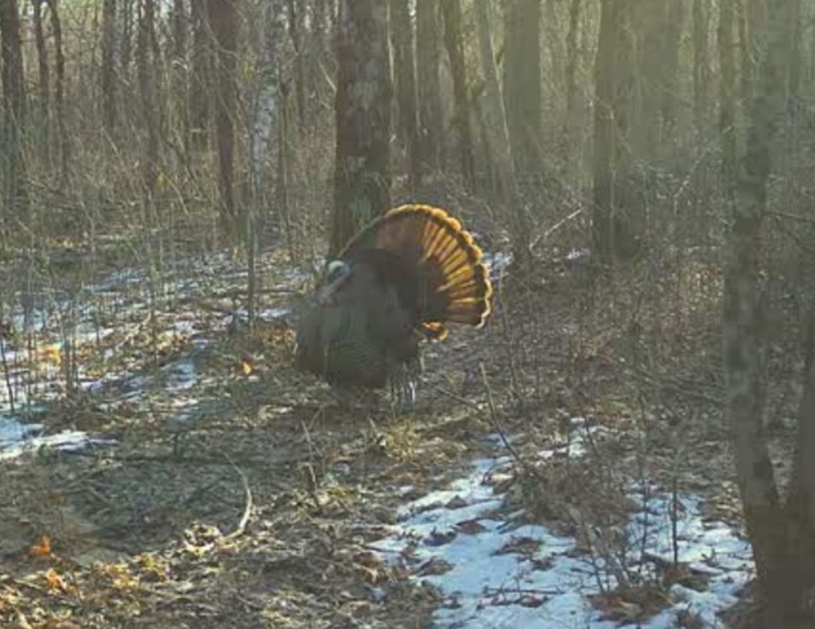 Listing Photo: Trail Camera Photo8